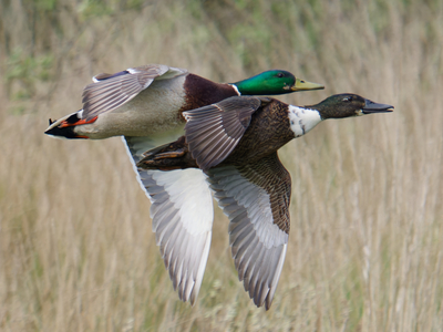 Mallard